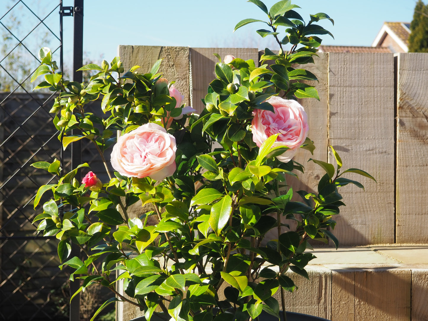 My Garden Rose Tonic concentrate