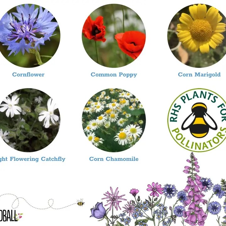 Seedball Wildflower Grab Bags - Annuals Mix
