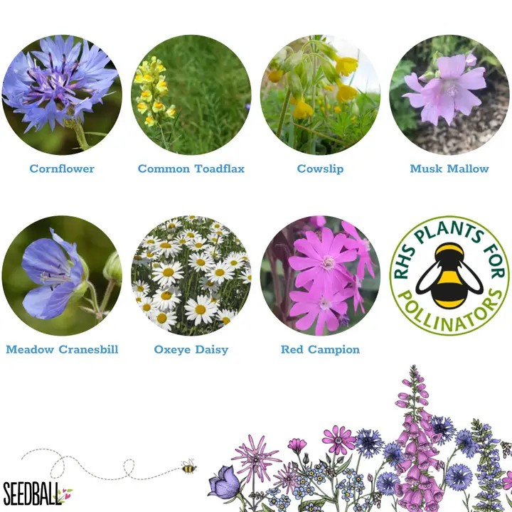 Seedball Wildflower Grab Bags - Garden Meadow Mix