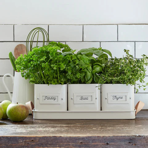 Burgon and Ball 3 Herb Pots in a Leather Handled Tray - Stone