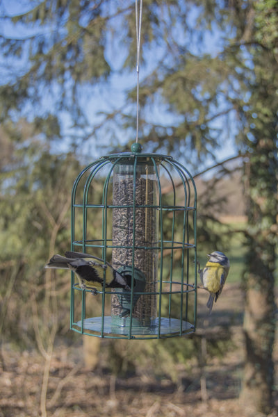 Squirrel Proof Seed Feeder