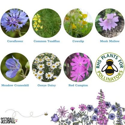 Seedball Wildflower Grab Bags - Garden Meadow Mix