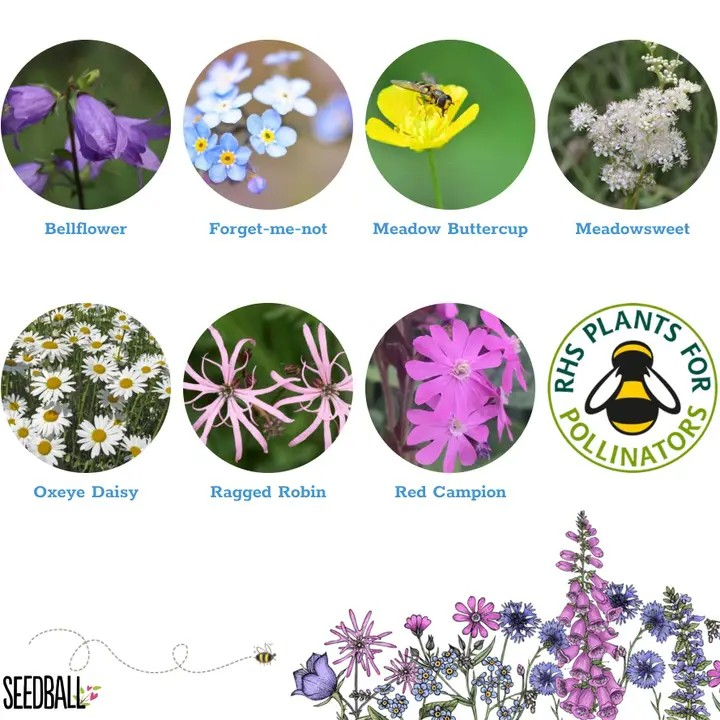 Seedball Wildflower Grab Bags - Shade Mix