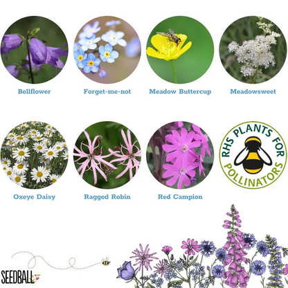 Seedball Wildflower Grab Bags - Shade Mix